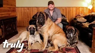 My Monster Mastiff Weighs 250lbs | TRULY