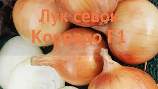 Лук овощной Коррадо F1 (carrodo f1) 🌿 обзор: как сажать, лук-севок и чеснок лука Коррадо F1