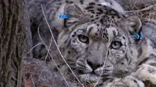 Tagging a Predator on the Hunt | Snow Leopard: Beyond the Myth | BBC Earth