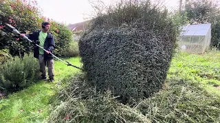 These HEDGES weren't cut IN this GARDEN for MONTHS!