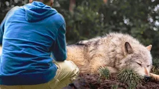 Раненого Волка спасли из капкана пенсионеры,  но что произошло потом..