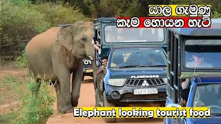 elephant looking tourist food #gamunu #yala #wildlife #tusker #attack