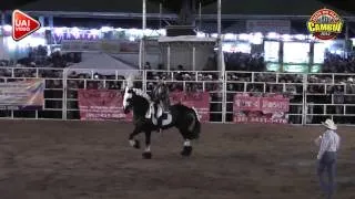 RODEIO CAMBUI 2014 - Mestre Bentinho-Cavalo Alarde