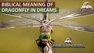 Biblical Meaning of DRAGONFLY in Dreams - Prophetic Meaning of Dragonflies