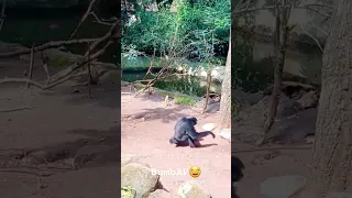 Dumb AF , Funny Animals #shorts #funny #funnyvideo #laugh