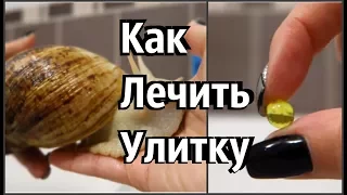 КАК ВЫЛЕЧИТЬ УЛИТКУ. КАКИМ ВЫРОС НАШ УЛИТЁНОК