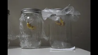 Wax Worms Eating Plastic Experiment