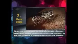 №39 ТОП 10 Самые опасные насекомые планеты 720p