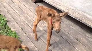 Лосенок кричит / Newborn little moose calf screams