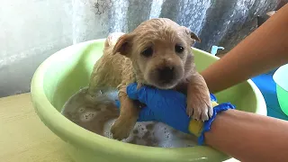 First bath of stray puppy rescued from the dump, like wolf howling