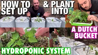 How to Set Up and Plant Into a Dutch Bucket Hydroponic System