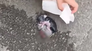 Just born, the poor puppy was abandoned right in the middle of a crowded street