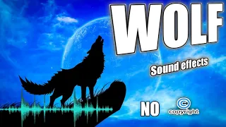 Coyote sounds at night, coyote howl audio, wolf howling sound effect without copyright