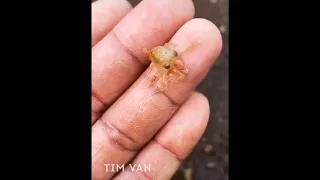 Baby Octopus 🦑Deep Sea Octopus. Catch Seafood.  - Tik Tok. Shorts