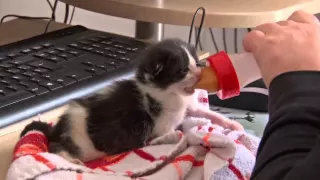 Katzenbabys mit der Flasche aufziehen Teil 2