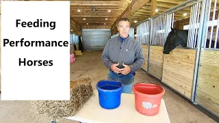 What I feed my performance horses and why!