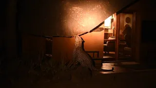 LEOPARD in CAMP