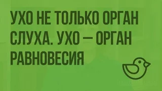 Ухо не только орган слуха. Ухо – орган равновесия. Видеоурок по окружающему миру 4  класс