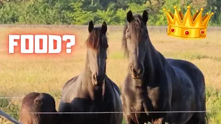 Food?? Can we go in? | Peach the pony becomes friends with Dieuwke the dog | Friesian Horses