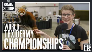 I waited 4+ years for this: the World Taxidermy Championships!