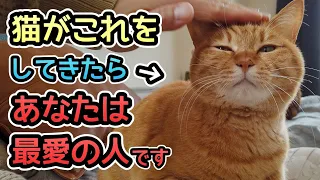 猫が最愛の人だけに見せる行動６つ『飼い主さんが大好き』