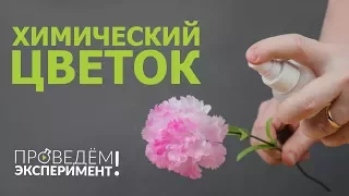 Химический цветок. Проведём эксперимент! №27