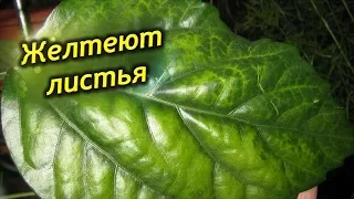 У Китайской розы желтеют и опадают листья! Почему гибискус сбрасывает бутоны?