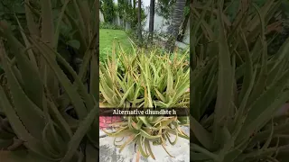 Miracle Plant That Can Change Your Life😱