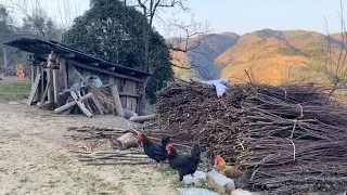 走進大山給粉絲尋找糧食土雞，短視頻全程記錄，都是為了生活奔波