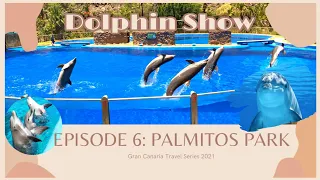 Dolphin Show in Gran Canaria || Palmitos park