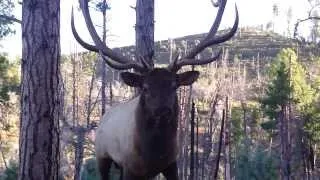 Bugling Arizona Elk at 2 Yards with JayScottOutdoors.com