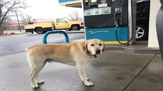 Man Went To Help A Lonely Dog At A Gas Station  Then He Looked Closer At Its Tag