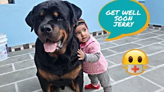 sick dog video | emotional dog video  | cute dog video | Rottweiler |