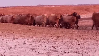 Эдильбаевские овцы.