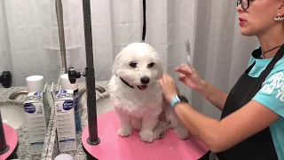 Maltese Mini Grooming at home for beginners