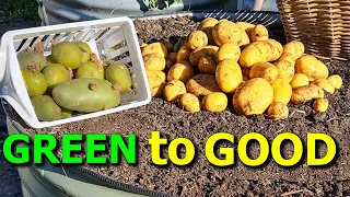 NEVER Throw GREEN Potatoes OUT | Try THIS First!