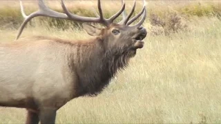 Listen: These Elk Sound Terrifying, Like Ringwraiths | National Geographic