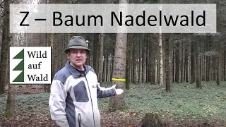 🌲Finde den Zukunftsbaum im Nadelwald um erfolgreich Waldwirtschaft zu betreiben!