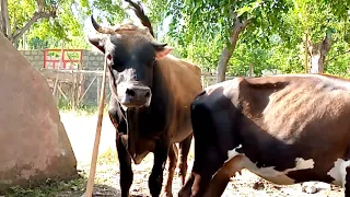 Strong Bull and small  cow || Animals Earth ||