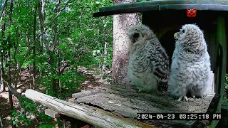 Owlets on the Porch, Leesville Owls Live Stream   2024 04 23 22 09 08