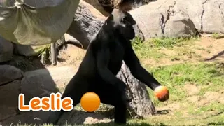 Gorilla 🌸 Leslie plays with ball 🟠 Winston family spring time 2024 🦋 San Diego Safari Park