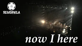 NEMOPHILA / now I here [Official Live Video]