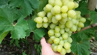12 августа,по обстановке, виноград