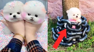 Baby Dogs - Cute and Funny Dog Videos Compilation #03 | Aww Animals & Pets