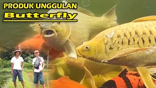 PRODUK UNGGULAN JUMBO | KUMPAY / KOI SLAYER (BUTTERFLY KOI FISH)