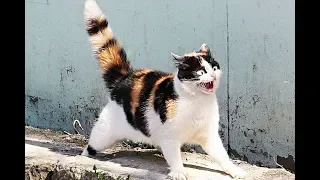 Смешные коты и котики, приколы про котов до слез – Смешные кошки – Funny Cats 20