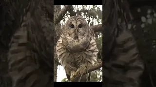 BARRED OWL CALLS!!  🎶📢🦉 #WhoCooksForYou? Close up hooting courtship sounds! #shorts #trending