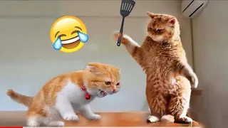 Funniest Animals 2024 😻 Best Funny Cats😍🐶 Part 22