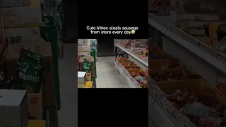 Kitten steals sausage from store every day #cute #funny #貓咪搞笑