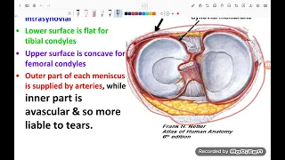 Knee joint , Part 2 (Anatomy , PT)